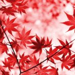 遺言作成の重要性と注意点｜花押（サイン）では無効になる可能性も