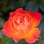 遺言書で「認知」や「廃除」ができることをご存知ですか？｜尼崎市の行政書士が解説