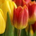 尼崎市・宝塚市で遺言書＊書かなくてもいいが、書いた方がいい「遺言書」― 相続トラブルを防ぐために今できる準備