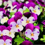 便利な法定相続情報証明制度について　なんと無料なんです！！