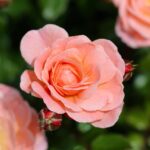 【尼崎市の相続手続き】遺産分割協議書の作成は専門家へ｜阪神エリア対応