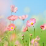 【おひとりさま必見】遺言書と死後委任契約で安心の終活対策｜尼崎市・阪神エリアの相続サポート